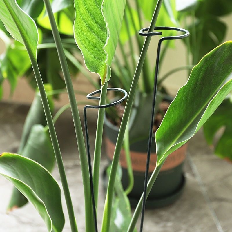 1/10 pçs suporte de jardim ane - Gardening Tools For Vines avaliação e preço