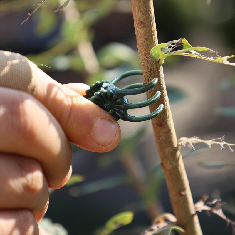 Clipes de Suporte para Plantas - Gardening Tools For Vines avaliação e preço