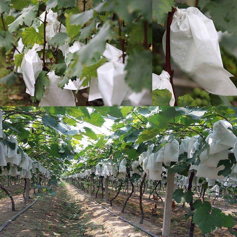 50 sacos de proteção para frut - Grow Bags avaliação e preço