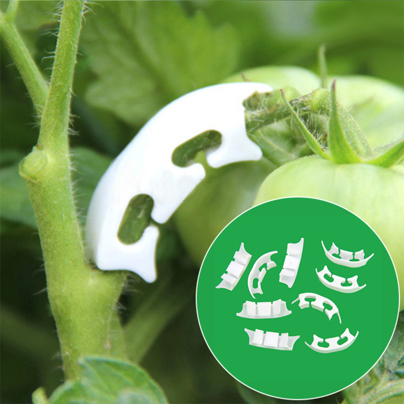 50/100 pçs botânica-haste vide - Gardening Tools For Vines avaliação e preço