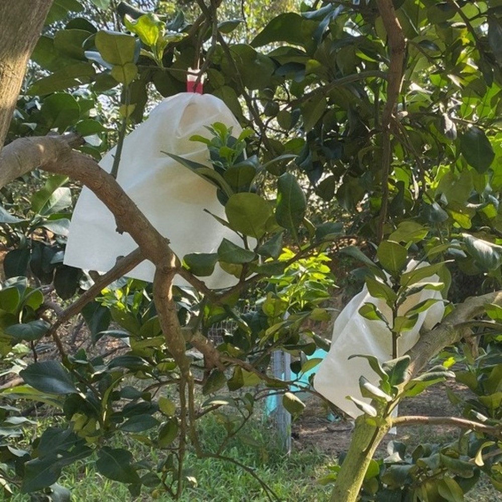 100 Sacos de Proteção para Fru - Grow Bags avaliação e preço